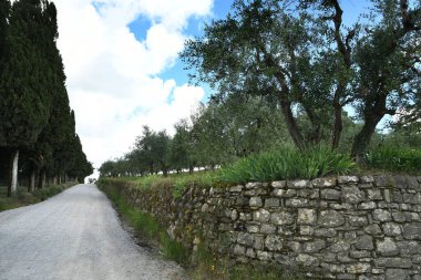 Greve (Floransa) yakınlarındaki kırsal alanda zeytin ağaçları, selvi ve beyaz çakıl yolu. İtalya