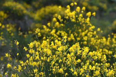 Cytisus Scoparius 'un çiçek açtığı güzel sarı çiçekler. Sarothamnus Scoparius. Haziran 'da Chianti bölgesindeki Toskana kırsalında süpürge çiçek açtı. İtalya