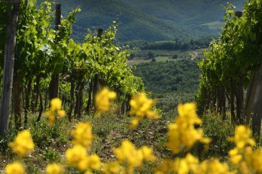 Ön planda bulanık süpürge çiçekleri bulunan, Panzano yakınlarındaki Toskana 'daki Chianti üzüm bağlarının manzarası. Toskana, İtalya.