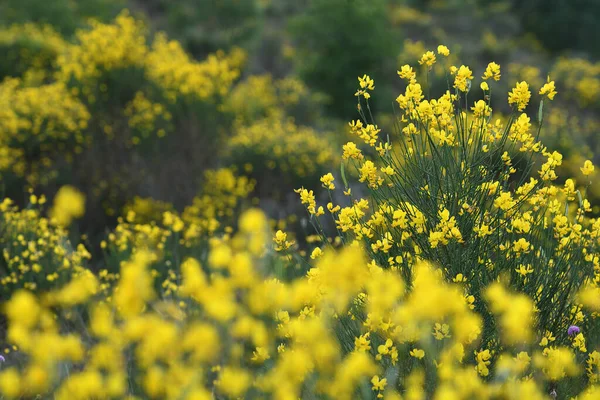 Cytisus Scoparius Çiçek Açtığı Güzel Sarı Çiçekler Sarothamnus Scoparius Haziran — Stok fotoğraf