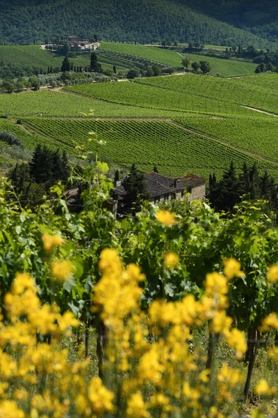 Krajobraz Winnicach Chianti Toskanii Pobliżu Panzano Chianti Florencja Zamazanymi Kwiatami — Zdjęcie stockowe