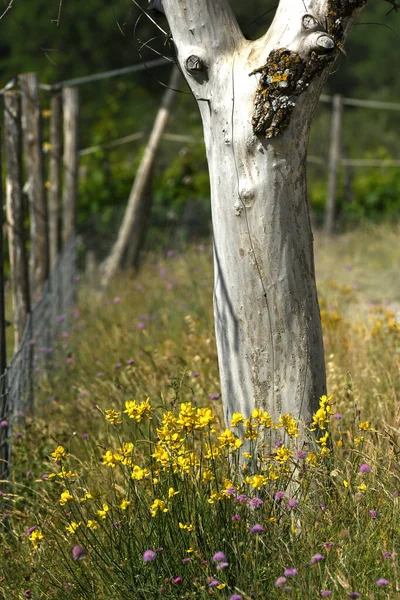 Broom Flowers Bloom Tuscan Countryside Panzano Chianti Florence Италия — стоковое фото