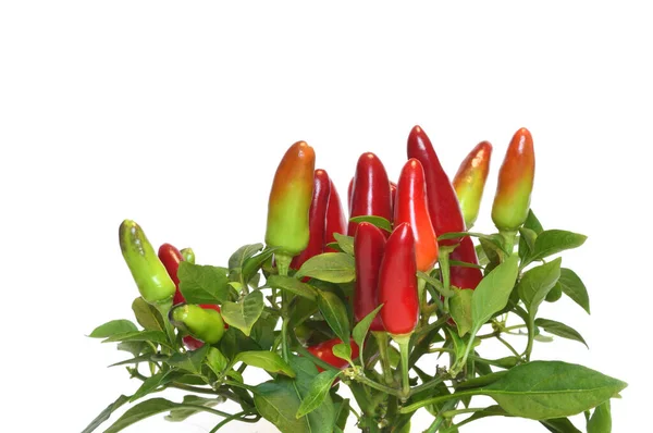 Acapulco Pimienta Ornamental Roja Aislada Sobre Fondo Blanco Acapulco Pepper — Foto de Stock