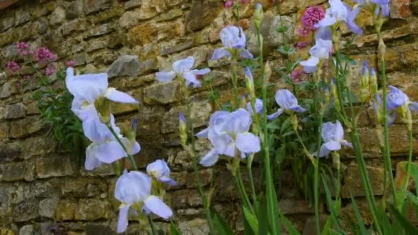 Closeup Beautiful Purple Iris Spring Season Uhd Video — Stock Video