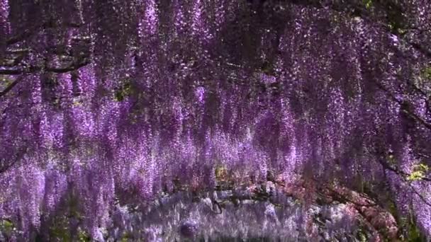 Прекрасна Вістерія Цвіте Знаменитому Саді Бардіні Флоренції Італія Збільшити Рух — стокове відео