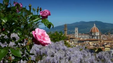 Floransa 'daki Santa Maria del Fiore Katedrali, Piazzale Michelangelo yakınlarındaki bir bahçeden pembe güller ve çiçek açan mor salkımlarla görüldü. Floransa, İtalya. 4K UHD Video.