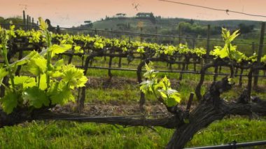 Mercatale Val di Pesa (Floransa) yakınlarında gün batımında Chianti bölgesinde genç bir yeşil üzüm bağı. Toskana, İtalya. Pan hareketi. 4K UHD Video