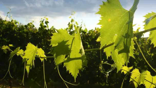 Hojas Vid Verde Viñedo Durante Temporada Verano Región Toscana Italia — Vídeo de stock