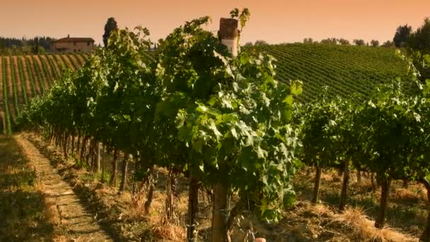 Juli 2018 Schöne Reihen Grüner Weinberge Bei Sonnenuntergang Der Chianti — Stockvideo