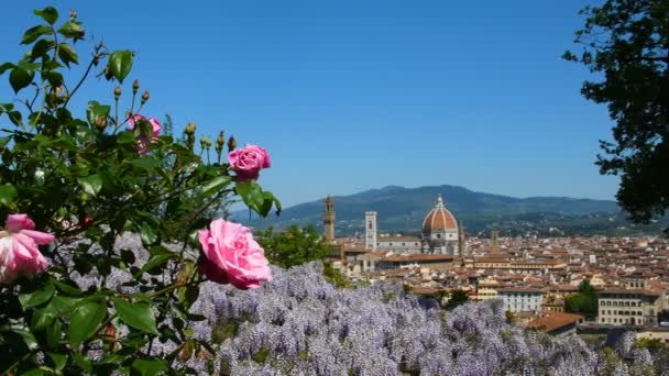 피렌체에 마리아델 피오레 대성당은 분홍색 장미와 보라색 비스터 피아제 미켈란젤로 — 비디오