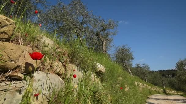 Tuscany Nin Chianti Kırsalında Zeytin Ağaçları Gelincik Çiçekleri Olan Tipik — Stok video