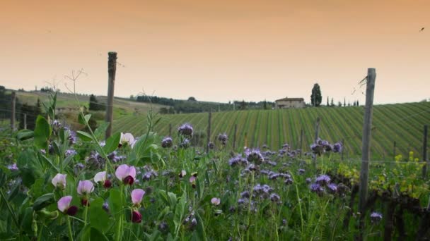 Крупный План Фиолетовых Цветах Винограднике Кьянти Закате Весной Тоскане Италия — стоковое видео