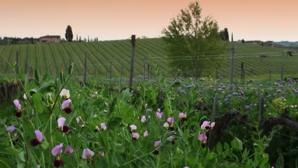 Mooie Paarse Bloemen Een Chianti Wijngaard Het Voorjaar Toscane Italië — Stockvideo
