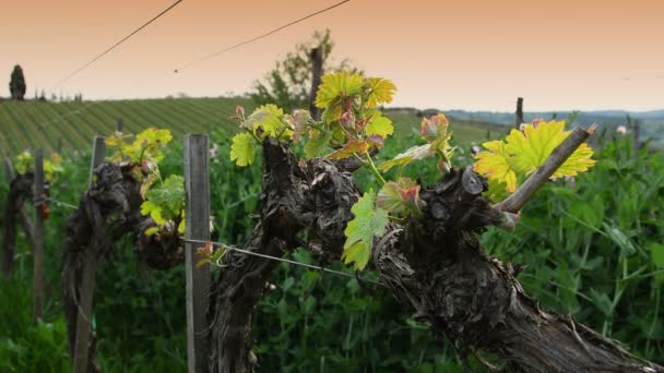 Primeros Brotes Planta Vid Viñedo Región Del Chianti Cerca Florencia — Vídeo de stock