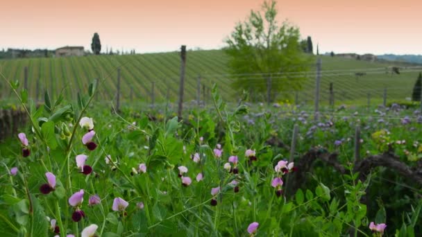 Красивые Фиолетовые Цветы Винограднике Кьянти Весной Тоскане Италия — стоковое видео