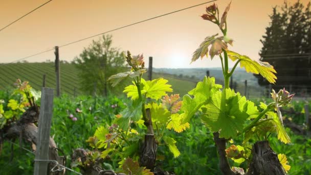 Eerste Spruiten Van Wijnstok Plant Een Wijngaard Chianti Regio Buurt — Stockvideo