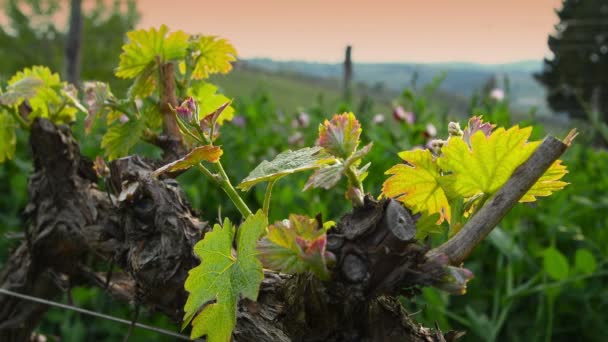 Eerste Spruiten Van Wijnstok Plant Een Wijngaard Chianti Regio Buurt — Stockvideo