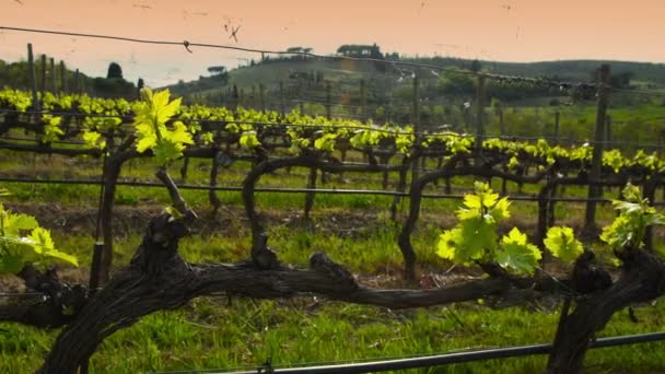 Junges Grünes Weingut Der Chianti Region Bei Sonnenuntergang Der Nähe — Stockvideo