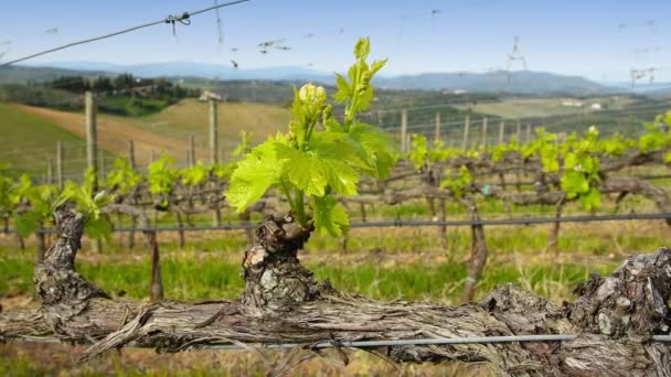 Primeiros Brotos Videira Uma Vinha Região Chianti Perto Mercatale Val — Vídeo de Stock