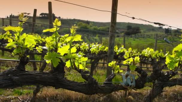 Mladá Zelená Vinice Oblasti Chianti Při Západu Slunce Mercatale Val — Stock video