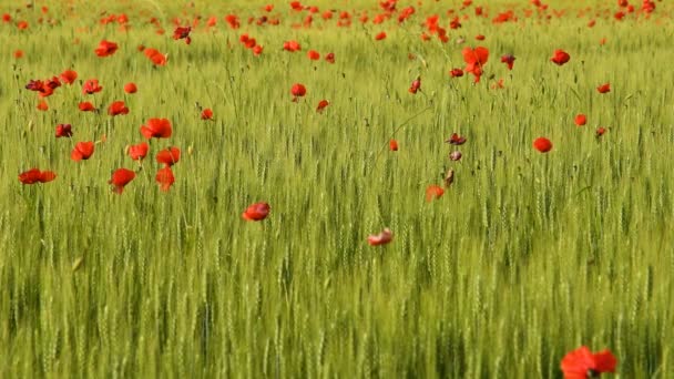 Ladang Gandum Hijau Dengan Bunga Poppy Merah — Stok Video