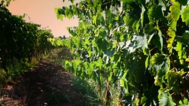 Gün batımında Floransa 'nın kırsal kesimindeki Chianti bölgesindeki üzüm bağlarındaki genç beyaz üzümler. İtalya 'da yaz mevsimi. 4K UHD Video.