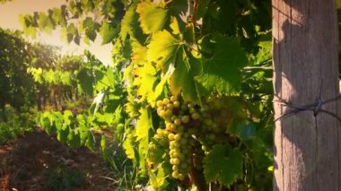 Chianti bölgesinde gün batımında üzüm bağında olgunlaşmış bir demet beyaz üzüm. Toskana, İtalya. 4K UHD Video. Kamera hareketi.