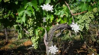 Toskana 'nın Chianti bölgesindeki yeşil üzüm bağında beyaz üzüm kümeleri, İtalya. Kamera hareketi. 4K UHD Video.