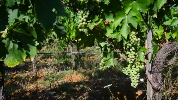 Grön Vingård Chianti Regionen Toscana Med Unga Kluster Vita Druvor — Stockvideo