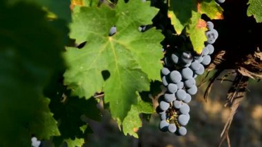 Floransa yakınlarındaki Toskana kırsalındaki Chianti bölgesindeki yeşil bir üzüm bağında bir demet kırmızı üzüm. İtalya. 4K UHD Video.