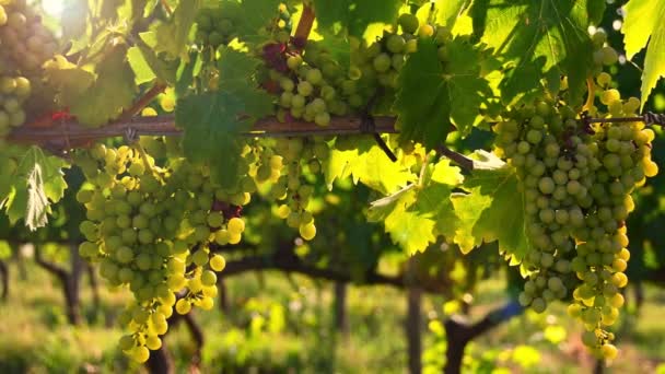 フィレンツェ近郊の田舎のキアンティ地方のブドウ畑に若い白ブドウに焦点を当てます イタリアだ Uhdビデオ — ストック動画
