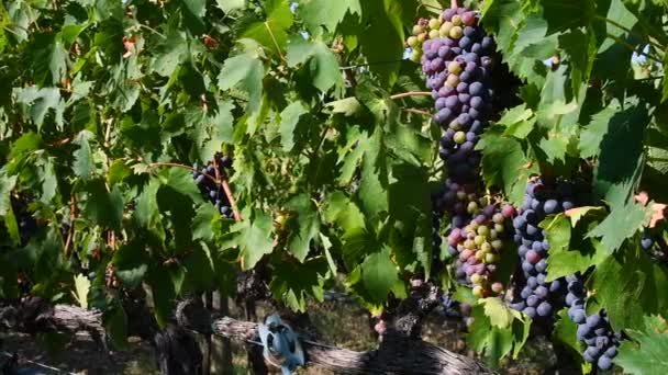 Uvas Rojas Viñedo Durante Temporada Verano Región Chianti Toscana Vídeo — Vídeo de stock