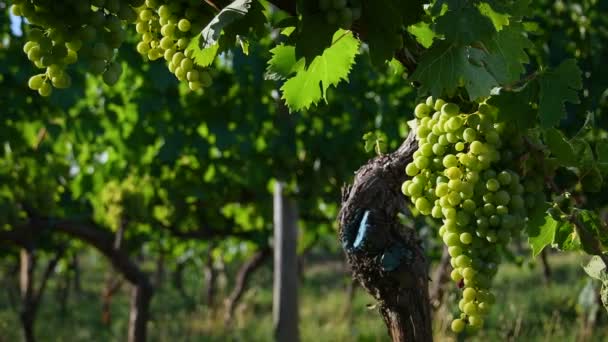 フィレンツェ近くの田舎のトスカーナのキアンティ地方の緑のブドウ畑で若い白いブドウの美しい束 夏のシーズン イタリア — ストック動画