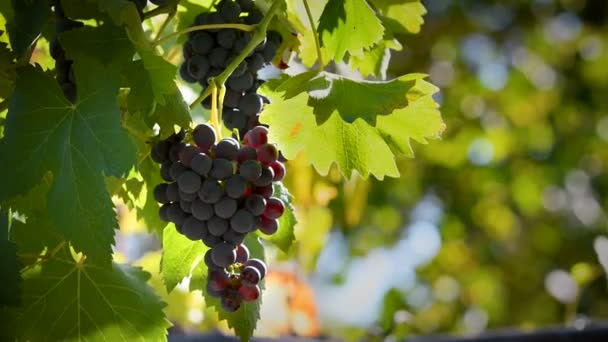 Дозрілий Набір Червоного Винограду Зеленому Винограднику Рухається Вітром Районі Чіанті — стокове відео
