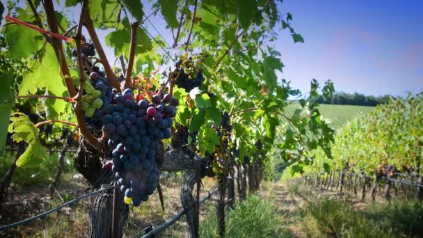 Mooie Bos Rode Druiven Een Wijngaard Tijdens Het Zomerseizoen Chianti — Stockvideo