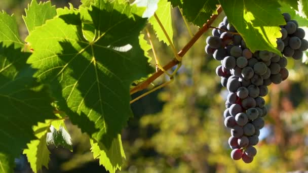 在佛罗伦萨附近的恰安提地区 成熟的红色葡萄在绿色葡萄园中随风飘扬 意大利托斯卡纳 — 图库视频影像