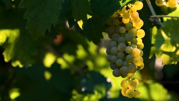 Racimo Maduro Uva Blanca Viñedo Verde Mueven Viento Región Chianti — Vídeo de stock