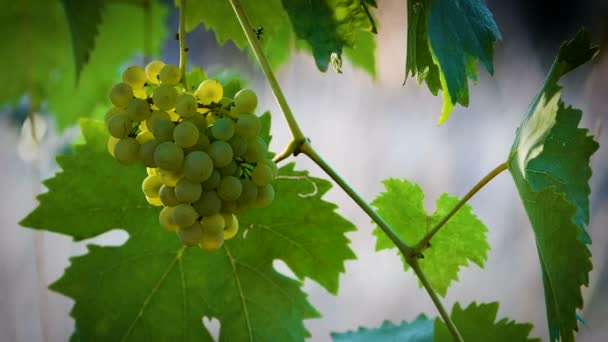 Racimo Maduro Uva Blanca Viñedo Verde Mueven Viento Región Chianti — Vídeos de Stock