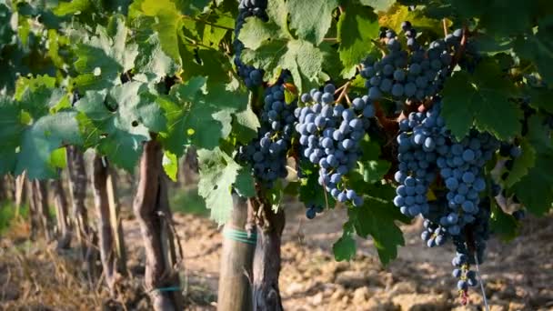Racimos Uvas Rojas Viñedo Verde Región Del Chianti Campiña Toscana — Vídeos de Stock