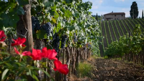Florencja Wrzesień 2019 Grona Czerwonych Winogron Zielonej Winnicy Regionie Chianti — Wideo stockowe