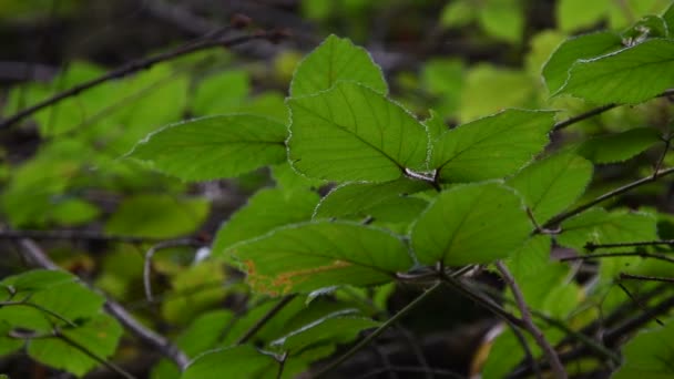 森林里绿叶的细部 4K有选择性聚焦的Uhd视频 — 图库视频影像