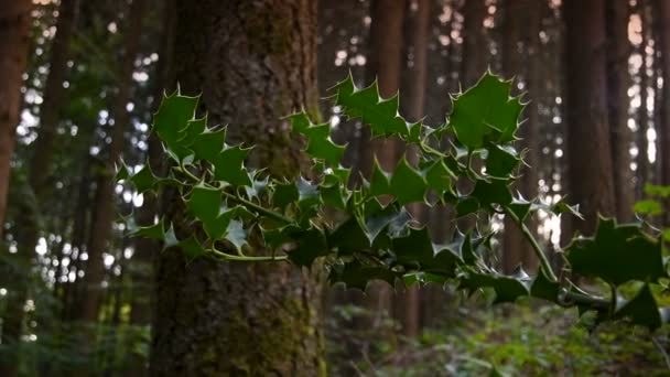 Einem Tannenwald Wiegt Sich Der Zweig Einer Stechpalme Wind Uhd — Stockvideo