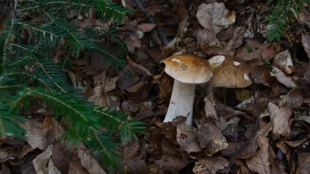 Zbliżenie Boletus Edulis Grzyb Las Jodła Buk Uhd Wideo Ruch — Wideo stockowe