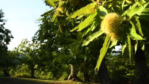 Kasztanowe Owoce Gałęziach Poruszających Się Wietrze Pięknym Lesie Kasztanowym Toskanii — Wideo stockowe