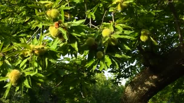 収穫前の秋のシーズンには トスカーナの美しい栗の森の中で風に乗って枝に栗の果物が移動します イタリアだ Uhdビデオ — ストック動画