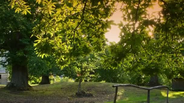 Gałęzie Kasztana Poruszają Się Wietrze Piękny Kasztanowy Las Zachodzie Słońca — Wideo stockowe