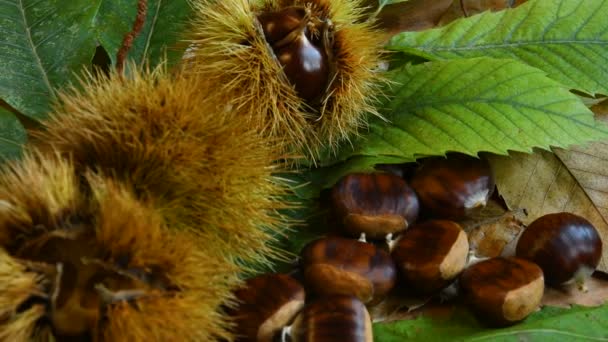 Sweet Chestnuts Curly Green Chestnut Tree Leaves Wheel Wood Typical — Stock Video
