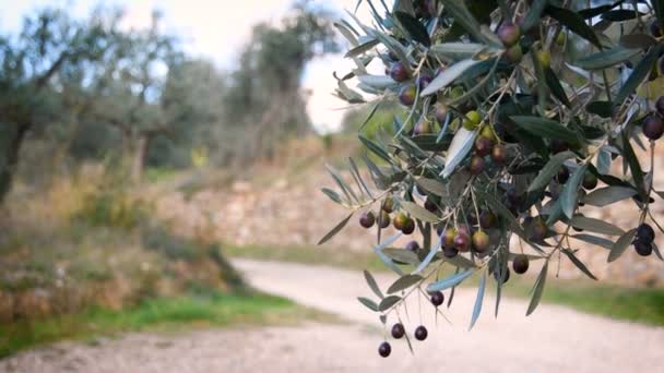 Olivenzweige Mit Oliven Vor Der Ernte Oliven Hängen Den Zweigen — Stockvideo