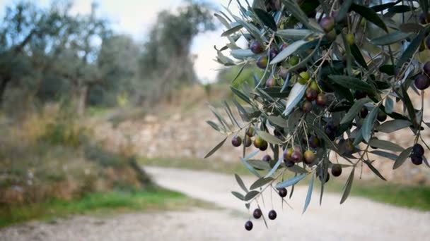 Olive Tree Branches Olives Harvesting Olives Hanging Branches Young Olive — Stock Video