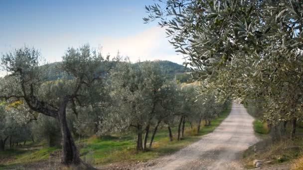 Paisaje Típico Toscano Con Camino Blanco Olivos Detalle Aceitunas Ramas — Vídeos de Stock